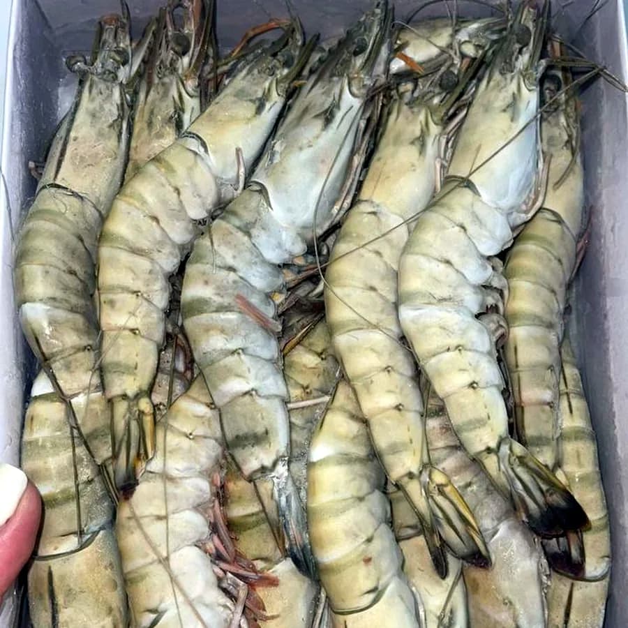 Креветки тигровые