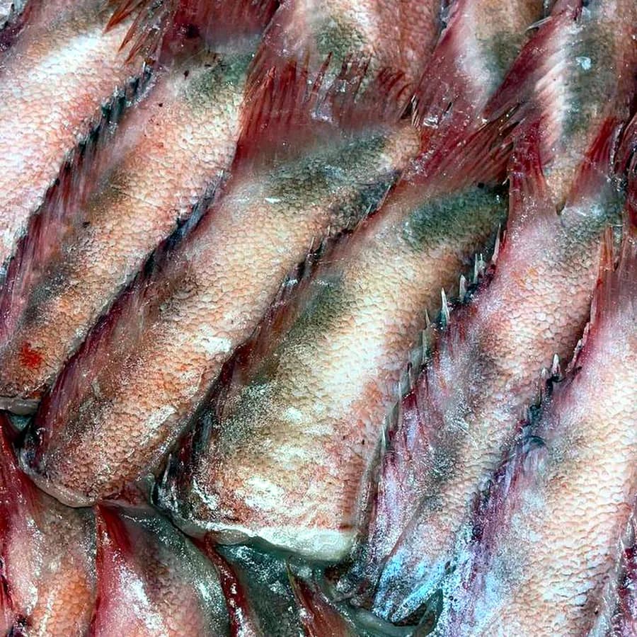 Окунь морской